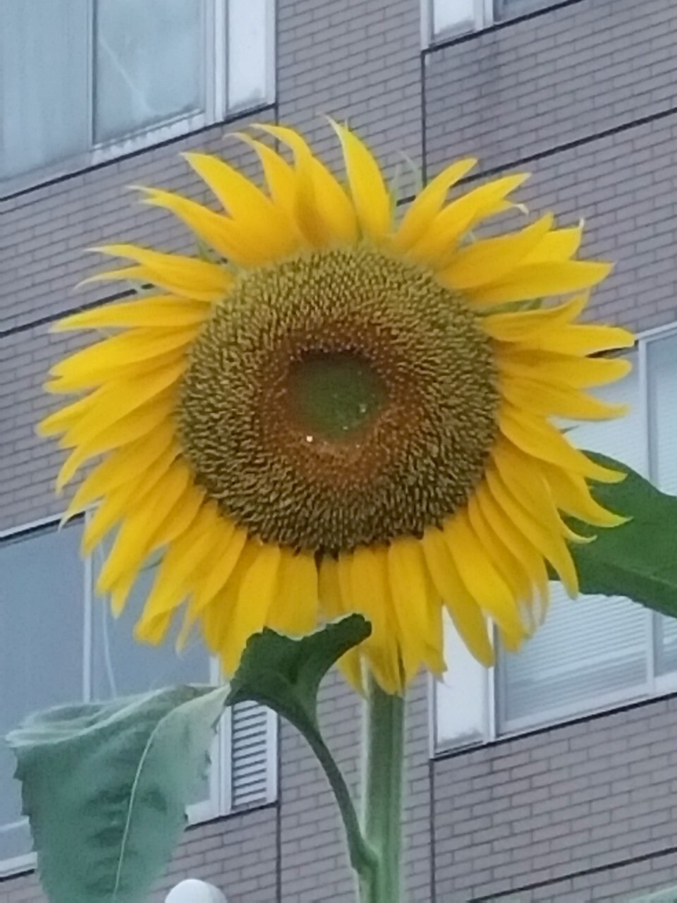 園芸研究会の活動の様子