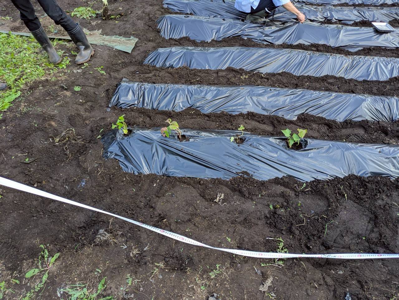 園芸研究会の活動の様子