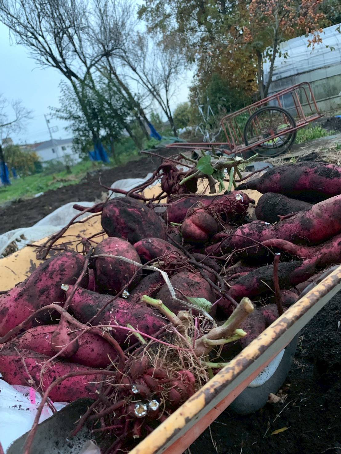 園芸研究会の活動の様子